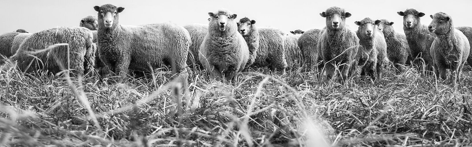 Hoogwaardige garens om mee te breien, haken en vilten LANA GROSSA<br> Wol & garens