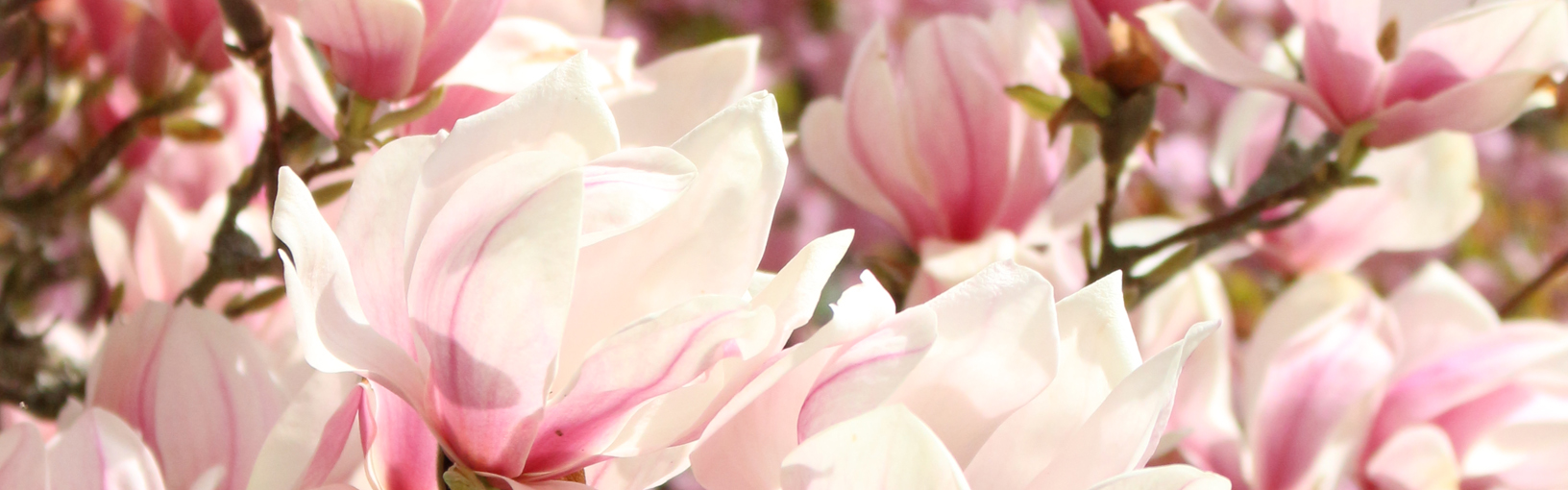 Hoogwaardige garens om mee te breien, haken en vilten LANA GROSSA<br> Wol & garens