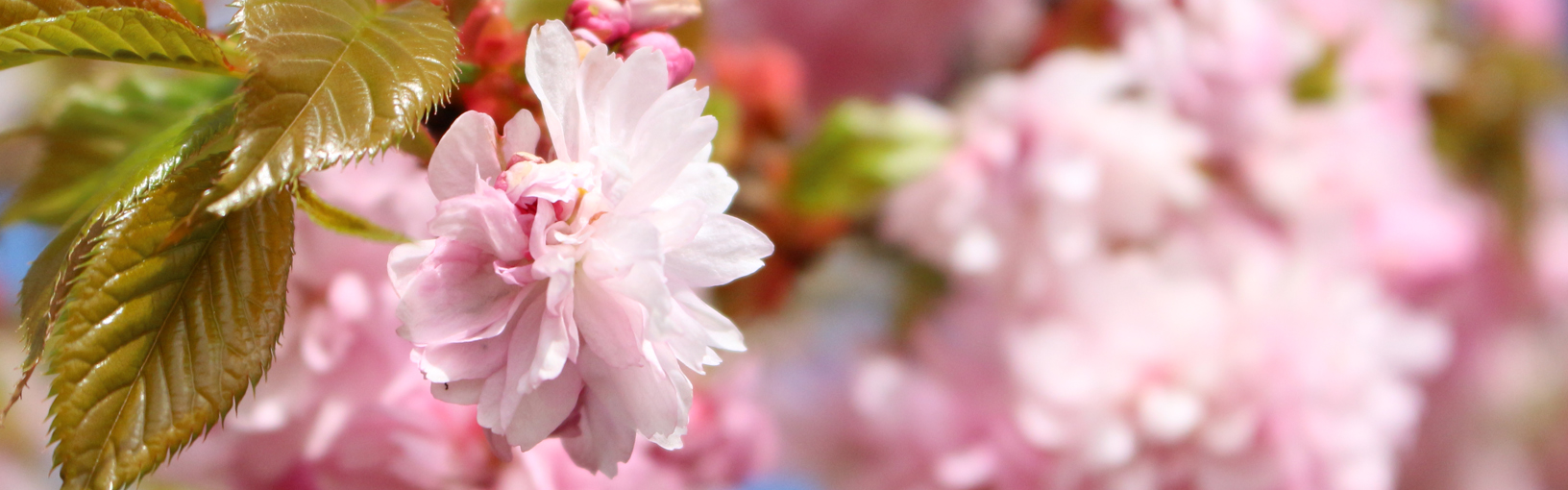 Hoogwaardige garens om mee te breien, haken en vilten LANA GROSSA<br> Wol & garens