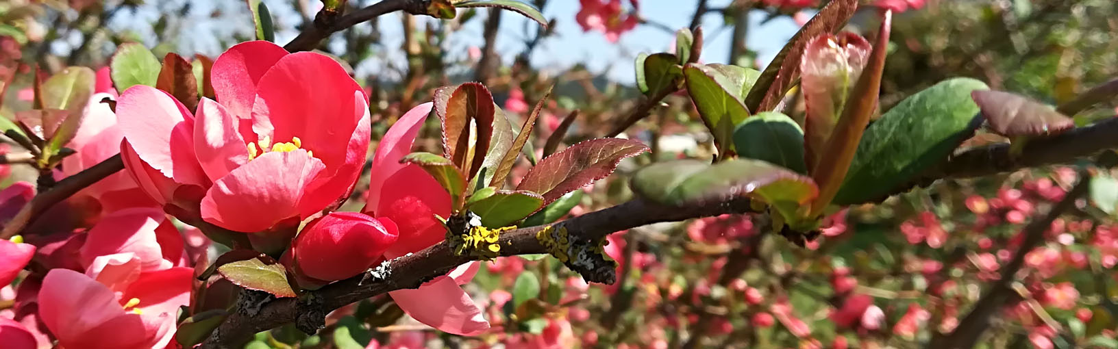 Hoogwaardige garens om mee te breien, haken en vilten LANA GROSSA<br> Wol & garens