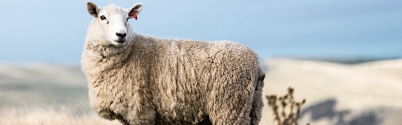Hoogwaardige garens om mee te breien, haken en vilten LANA GROSSA<br> Wol & garens | Sokken garens | Landlust