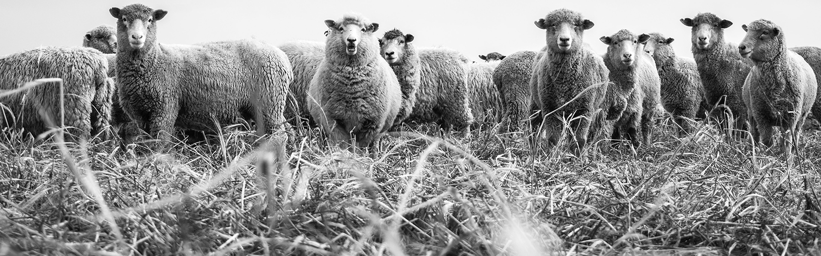 HOOGWAARDIG & CREATIEF BREIDESIGN Brei-/haakpakketten<br>
