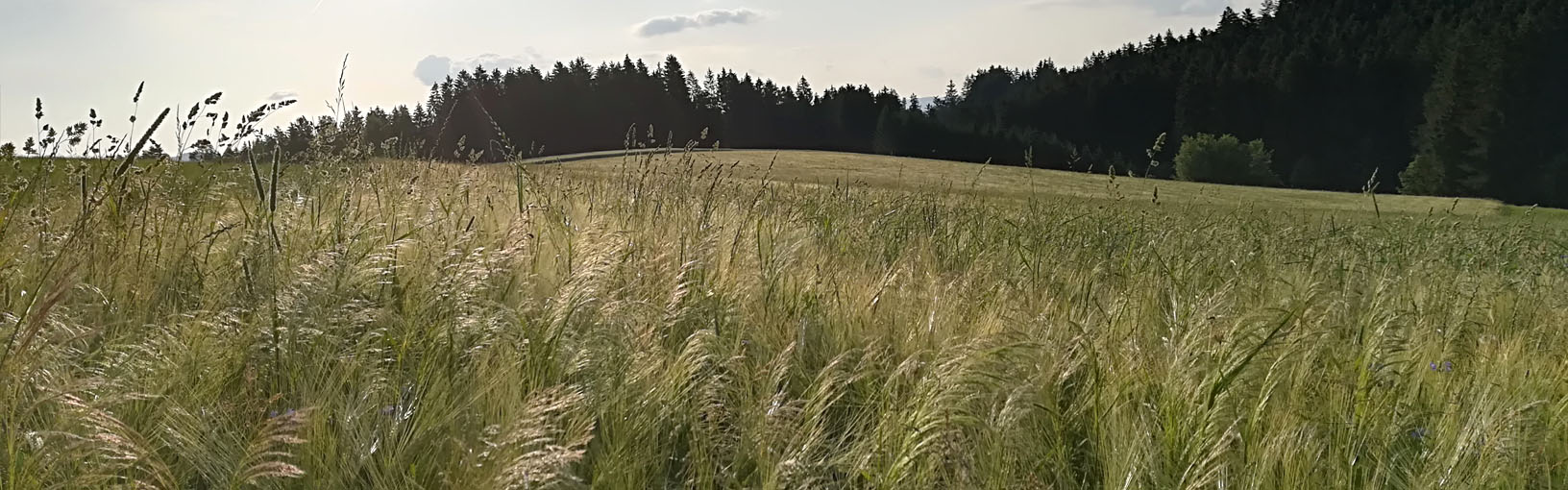 Hoogwaardige garens voor breien, haken en vilten Lana Grossa Garens | Voorjaar / Zomer